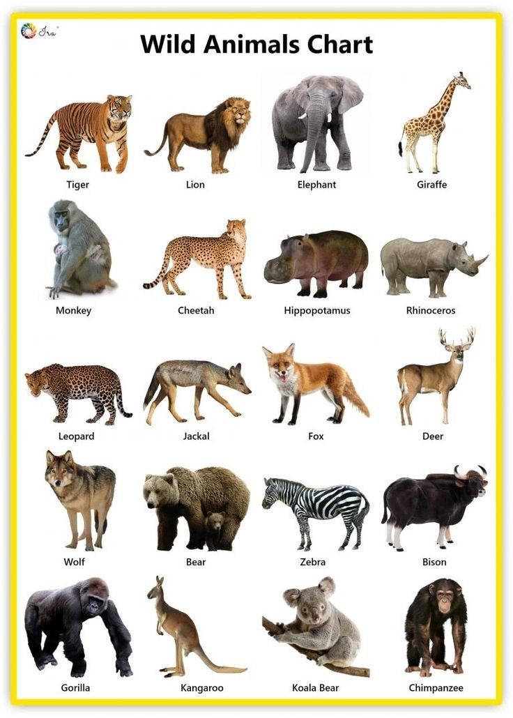 an animal chart with different types of animals