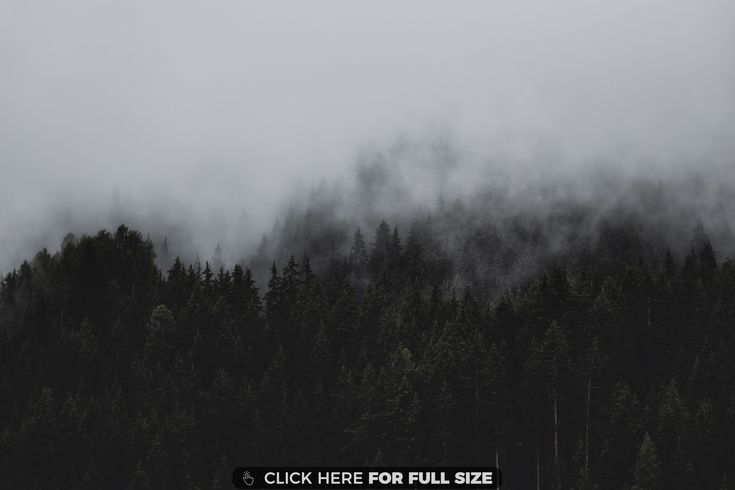 the forest is covered in thick clouds and fog