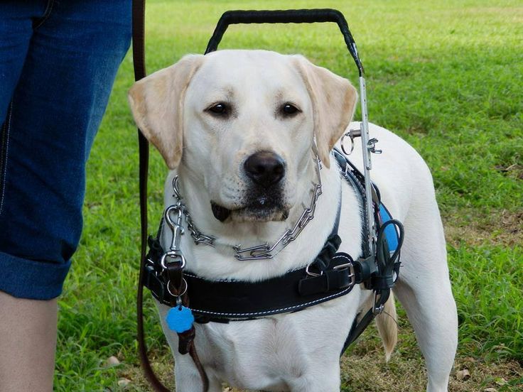 a white dog wearing a harness and leash standing next to a person in the grass