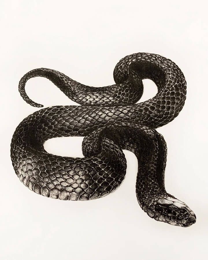 a drawing of a black snake on a white background