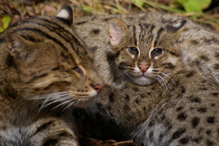 two cats are sitting together in the grass