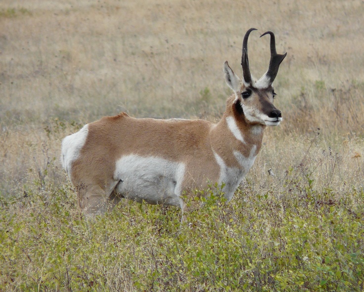 an antelope is standing in the tall grass