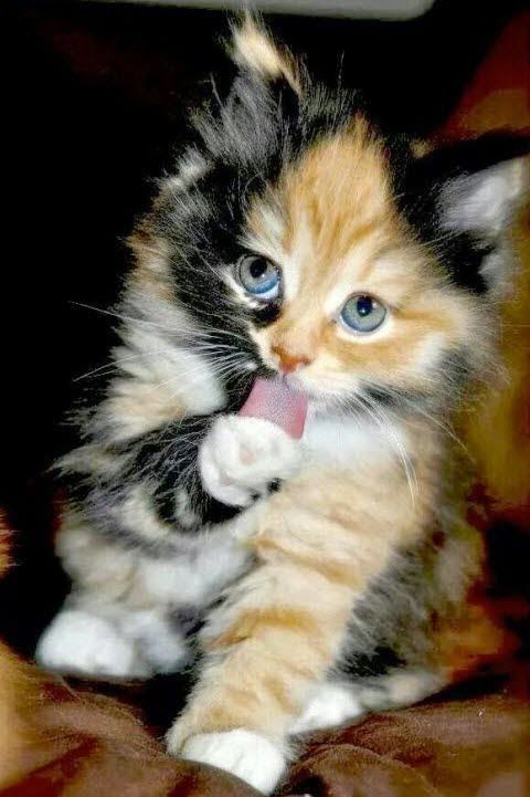 a kitten with its tongue hanging out saying what u lookin at? i'm just licken ma paw