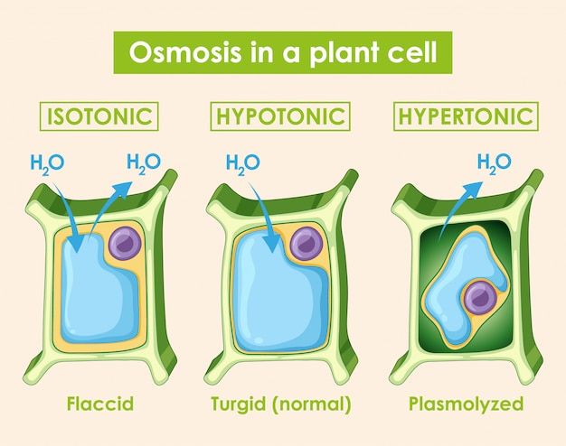 the diagram shows different types of plants and their cells, including hypotmic