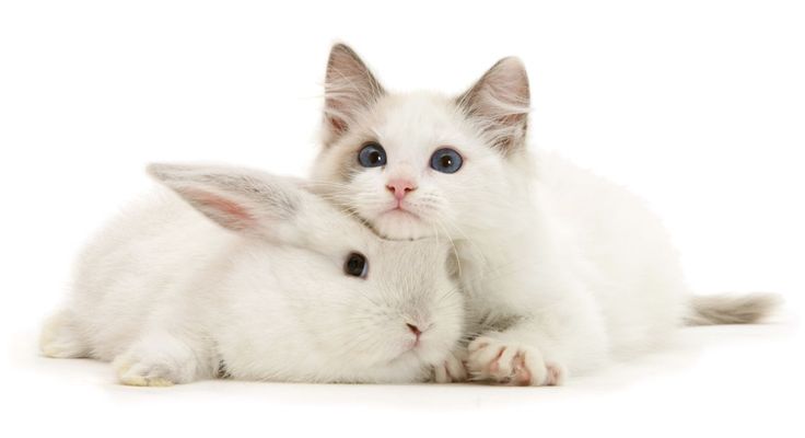 two white kittens cuddle together in front of a white background with blue eyes