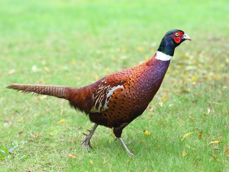 a pheasant standing in the grass looking for food