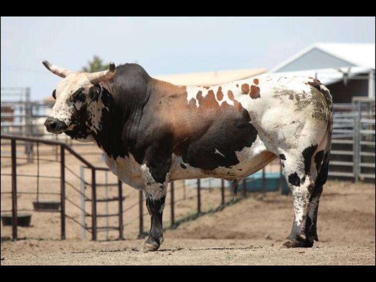 a brown and white cow standing on top of a dirt field next to a fence