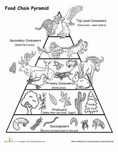 the food chain pyramid with animals and plants on it, as well as other items