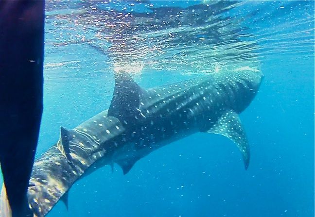 a large shark swimming in the ocean