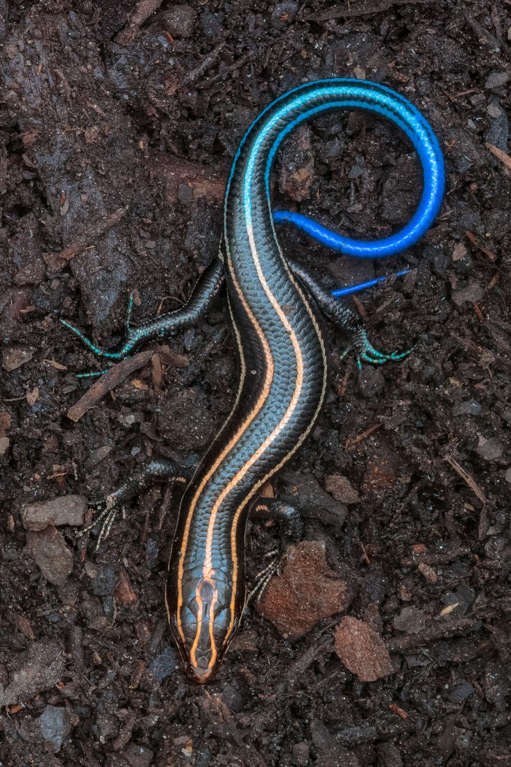 a blue and white lizard laying on the ground