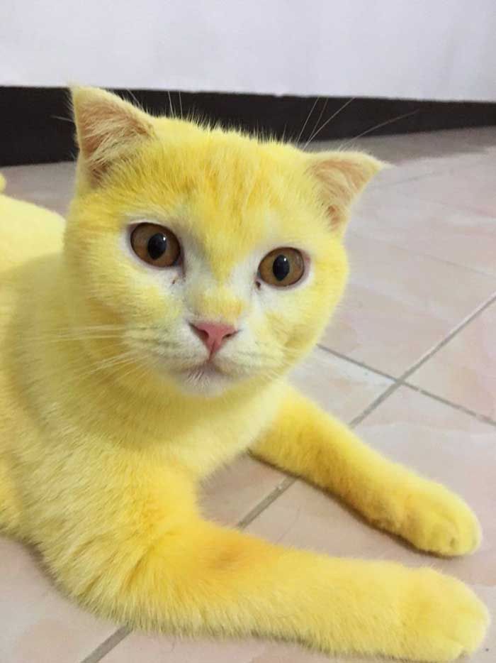 a yellow cat sitting on the floor looking at the camera with an intense look to it's face