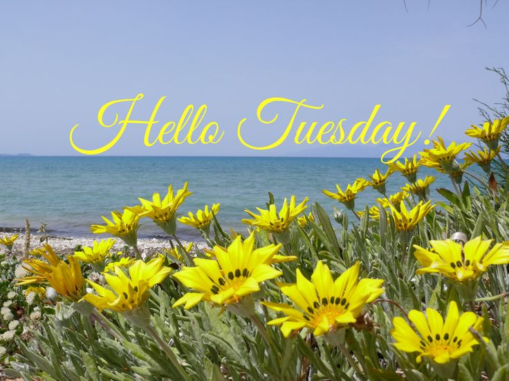 yellow flowers with the ocean in the background that says hello tuesday on top of it