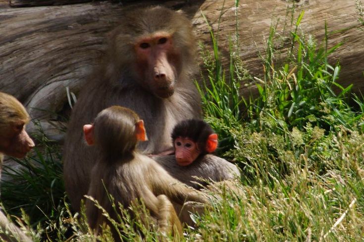 three monkeys are sitting in the grass together