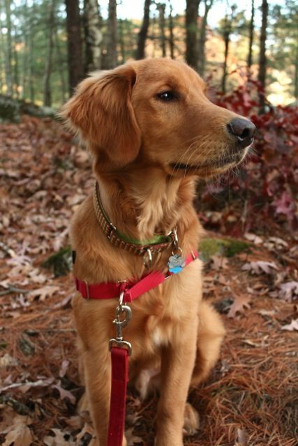 a brown dog sitting in the woods wearing a red leash