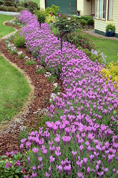 purple flowers line the side of a house