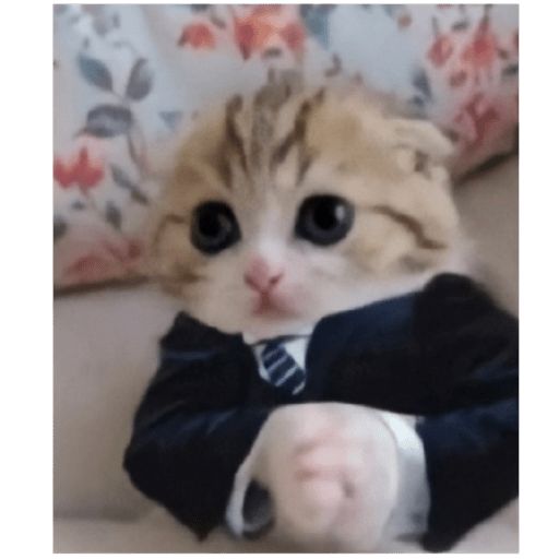 a cat wearing a suit and tie sitting on a couch