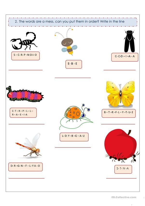 worksheet showing the different types of insects