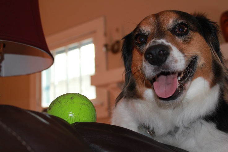 a brown and white dog sitting next to a green ball