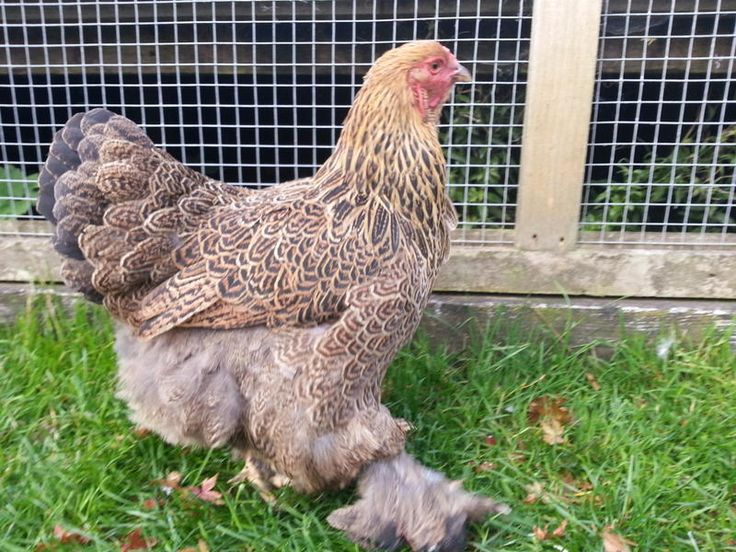 a large chicken standing in the grass near a fence