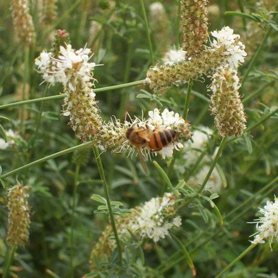 a bee is sitting on some white flowers