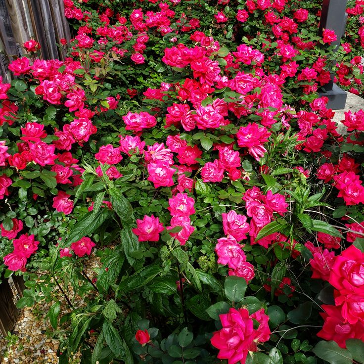 many pink flowers are blooming in the garden