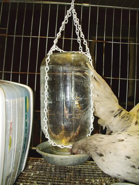 a bird pecking at a glass jar with chain hanging from it's side