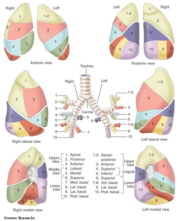 Post Lung Transplant Complications | Lung anatomy, Respiratory ...