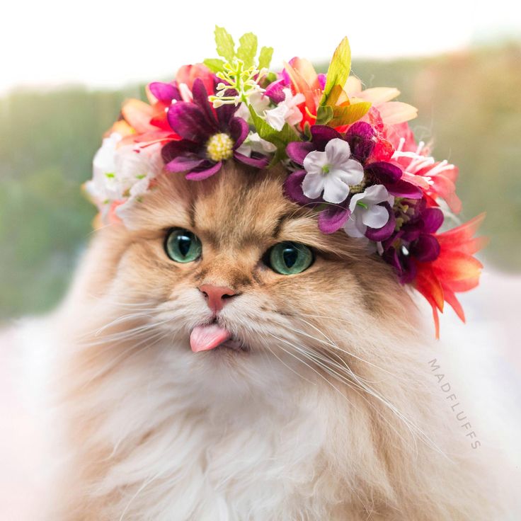 a cat with a flower crown on it's head looking at the camera and sticking its tongue out