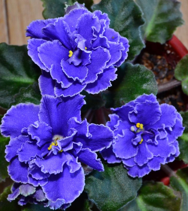 some purple flowers are growing in a pot