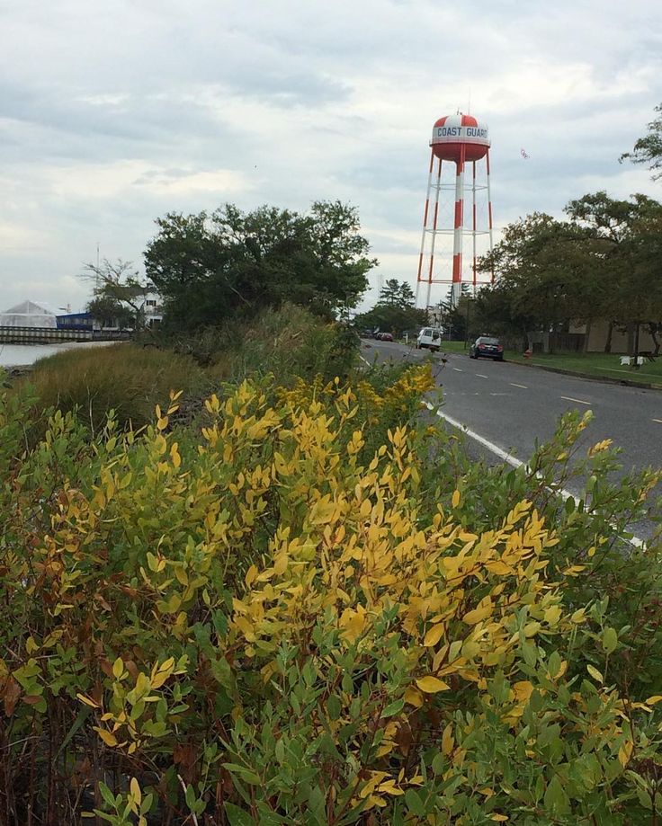 the water tower is next to some bushes