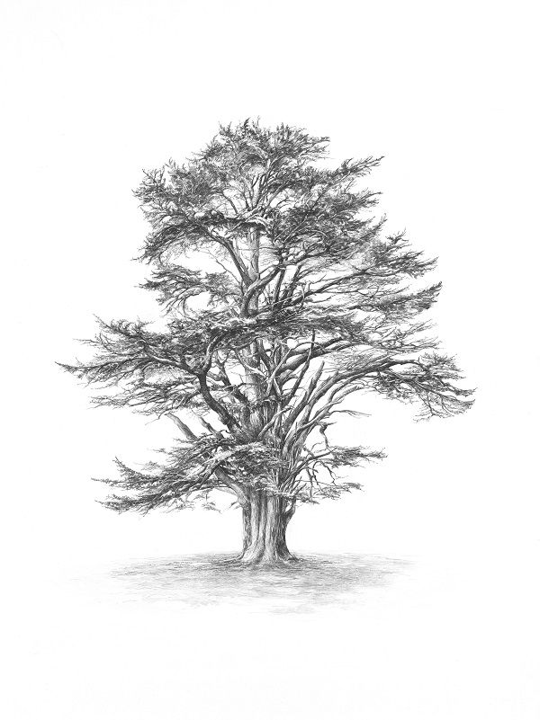 a pencil drawing of a tree in the middle of winter with snow on the ground