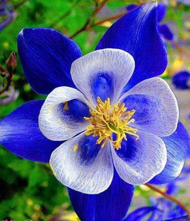 a blue and white flower with yellow stamen