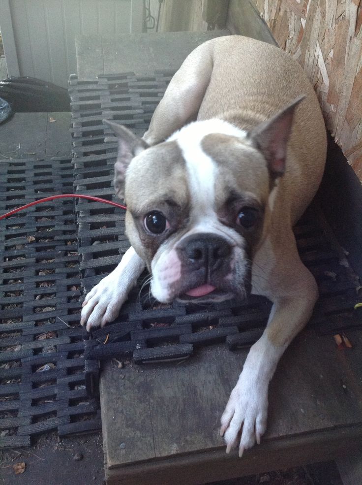 a brown and white dog laying on top of a wooden table next to a brick wall