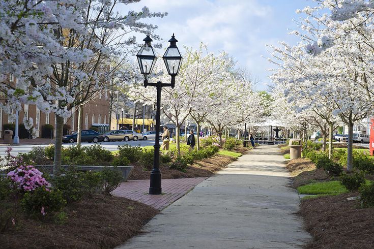 a sidewalk lined with flowering trees and street lamps