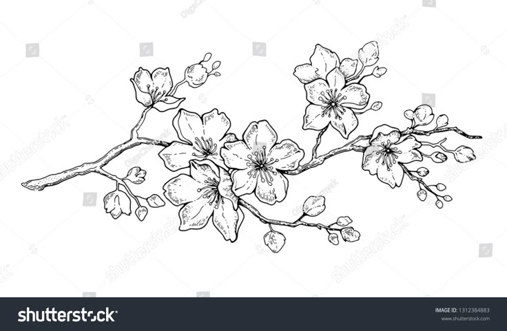 an ink drawing of flowers on a branch with leaves and buds in black and white