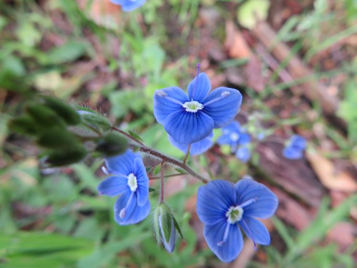 some blue flowers are growing in the grass