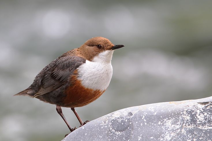 a brown and white bird sitting on top of a rock