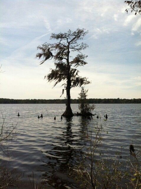 a tree in the middle of a body of water with several ducks swimming around it