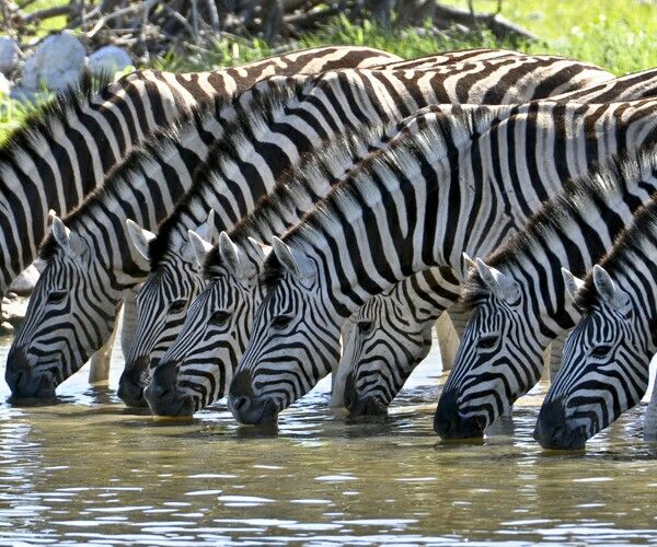 a group of zebras drinking water from a pond