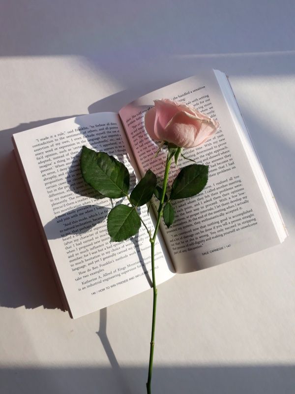 a single pink rose sitting on top of an open book with the pages folded down