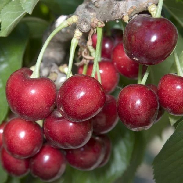 some red cherries hanging from a tree with green leaves