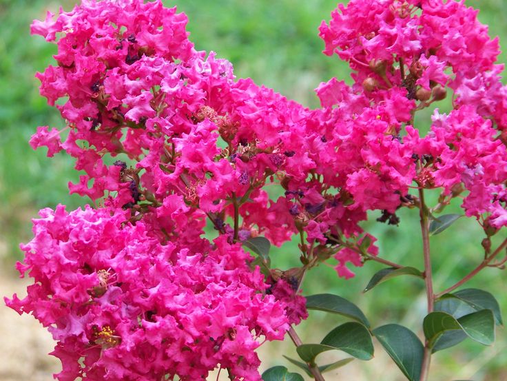 some pink flowers are in a vase outside