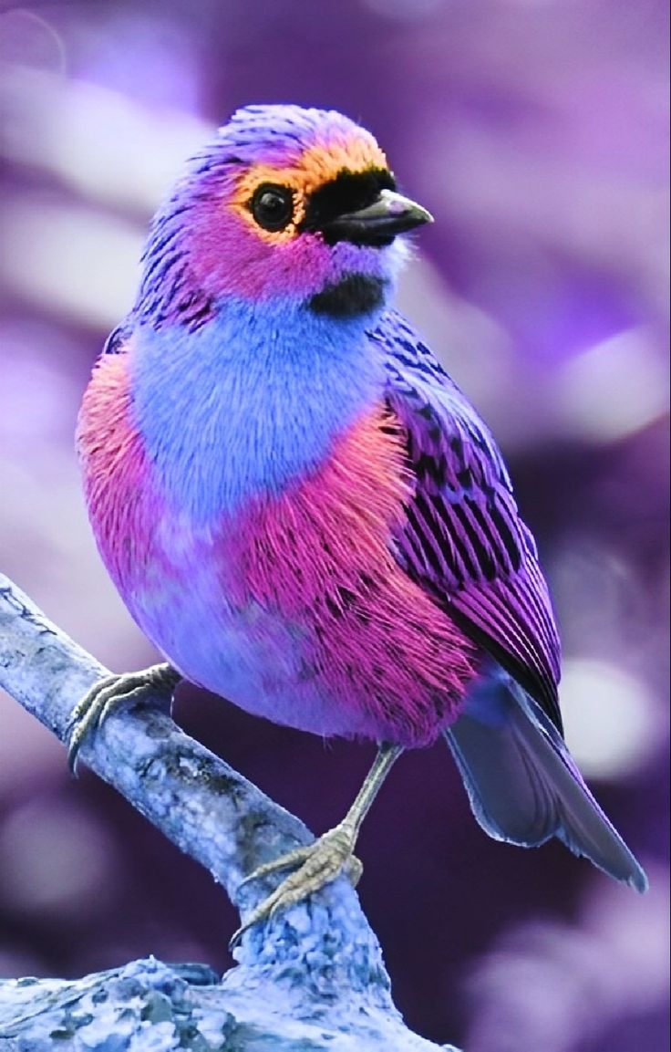 a colorful bird sitting on top of a tree branch in front of a purple background