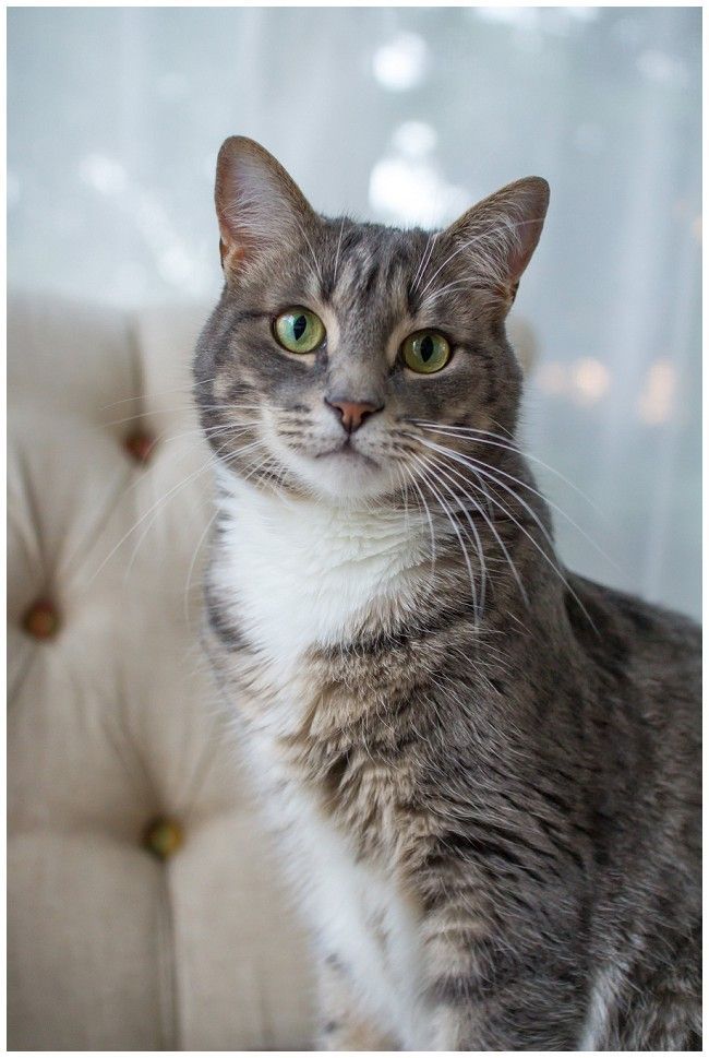 a gray and white cat sitting on top of a couch