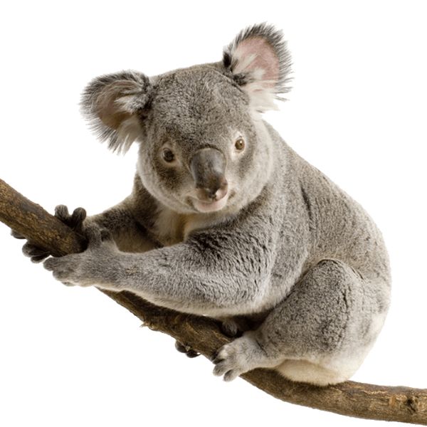 a koala bear sitting on top of a tree branch