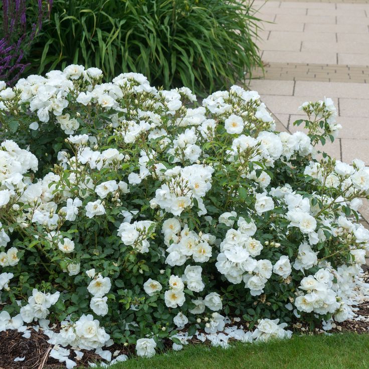 white flowers are blooming in the garden