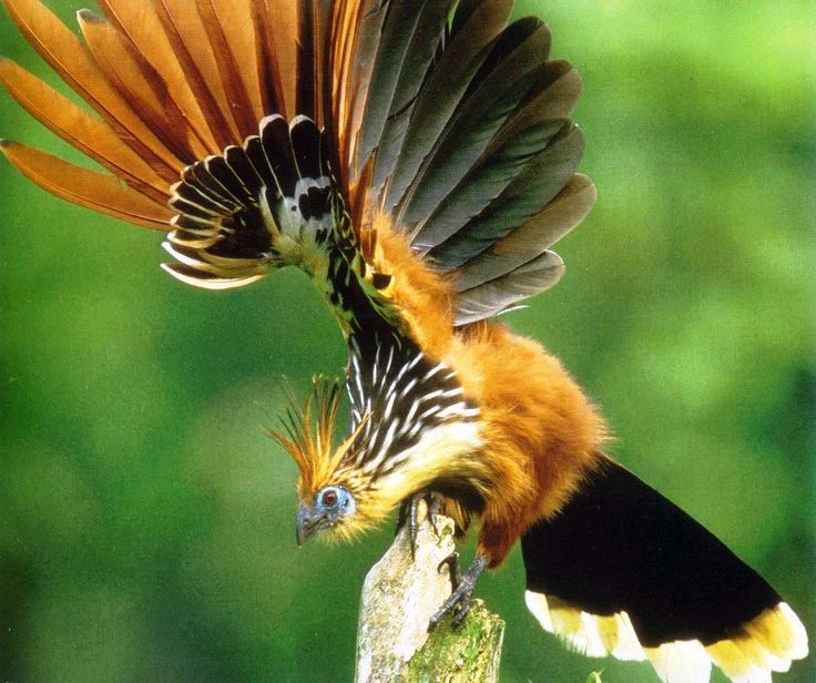 Hoatzin is the National bird of Guyana Great Potoo, Scary Birds, Andean Condor, Weird Birds, Awake At Night, Bird Images, Nature Museum, Up To The Sky, Gallery Wallpaper