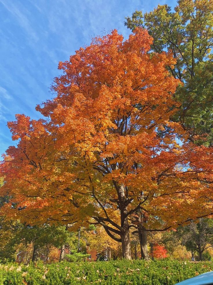 a large tree with orange leaves in the fall