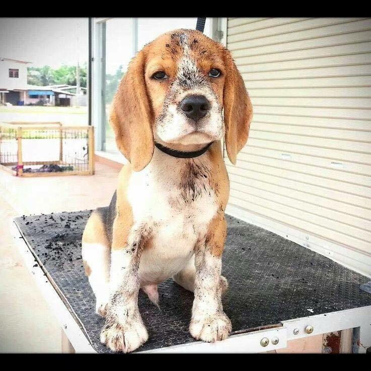 a brown and white dog sitting on top of a metal table next to a building