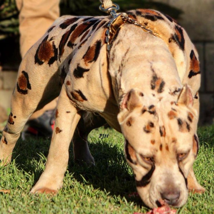 a dog with spots on it's face is eating something in the grass outside